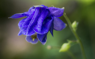 Purple flower water droplets macro 4 - a purple flower free wallpaper