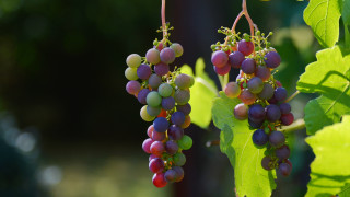 Grapes leaves green background still - de hirsh margule free wallpaper