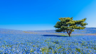 Lone tree blue flower mountain - a lone tree in a field free wallpaper