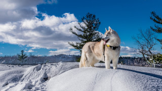 Husky snow trees blue sky - a husky dog free wallpaper