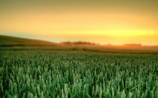 Sunset grass field tiltshift blurry - distant free wallpaper