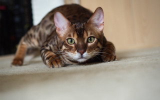 Curious cat green eyes blurry - curious free wallpaper