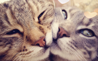 Two cats touching noses love - bálint kiss free wallpaper