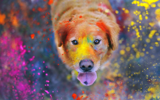 Colorful dog autumn fire flame - colour free wallpaper