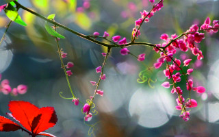 Red flower green leaf branch - a green leaf free wallpaper