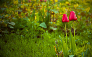 Red flowers grass bushes blurry - two red flower free wallpaper