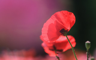 Red flower macro blurry background 6 - a red flower free wallpaper
