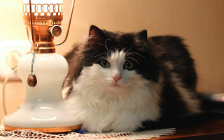 Cat lamp doily stilllife impressionism - warm free wallpaper