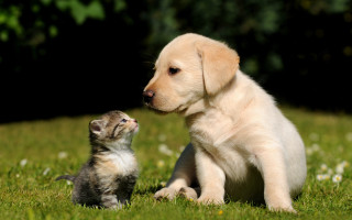 Puppy kitten grass blurry nature - the others face free wallpaper