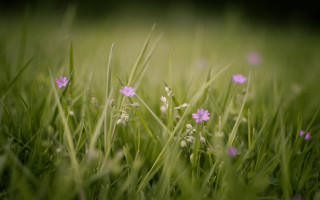 Grass purple flower field blurry - shallow free wallpaper for desktop