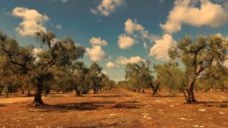 Dirt road trees cloudy sky - apelle free wallpaper