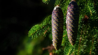 Pine needles cones macro blurry - a branch of a tree free wallpaper