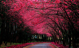 Tree lined road pink flowers 3 - a red sky in the background free wallpaper for desktop