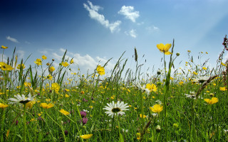 Flower field sky clouds wildflowers - a jigsaw puzzle free wallpaper for desktop