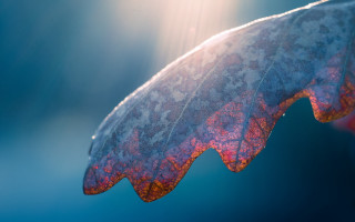 Leaf long thin translucent holography - end free wallpaper