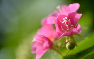 Pink flower white stamen macro - center free wallpaper