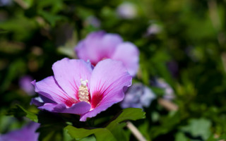 Purple flower yellow center bug - a bug free wallpaper