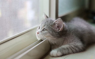 Kitten window sill rainy art - something outside free wallpaper