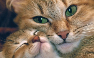 Green eyes cat microscopic closeup - a bed free wallpaper