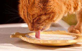 Cat licking plate toothbrush closeup - a toothbrush free wallpaper