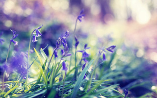 Flowers grass sunlight bokeh shallow - sunlight free wallpaper
