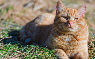 Sad cat orange flower blurry - a sad look free wallpaper for desktop