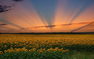 Sunflowers sunset clouds gradient sky - a field of sunflowers free wallpaper