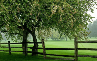 Tree fence field bush nature - david brewster free wallpaper