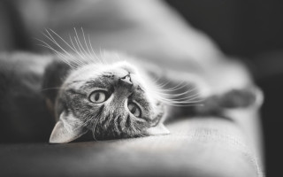 Cat back couch eyes wide - the arm of the couch free wallpaper