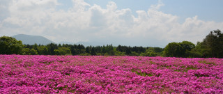 Purple flower field mountains clouds - beautiful scenery free wallpaper for desktop