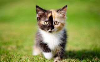 Curious kitten green field impressionism - a lush green field of grass free wallpaper