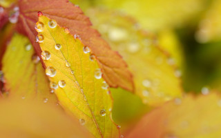 Leaf water droplets yellow red - art green free wallpaper