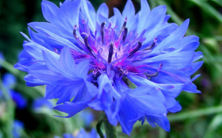 Blue flower purple stamens macro - petal free wallpaper