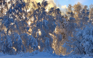 Snowy forest sunset arkhip kuindzhi - sun free wallpaper
