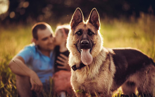 Man woman dog field kiss - a man and woman free wallpaper
