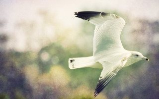 White bird over forest tilt - a white bird free wallpaper for desktop