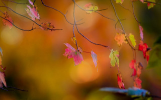 Branch leaves autumn microscopic blurry - a blurry background of leaves free wallpaper