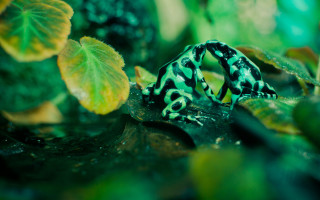 Frog leaf ground plant green - a frog free wallpaper