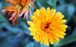 Yellow flower water droplets bokeh 3 - a green leafy area in the foreground free wallpaper