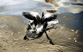Duck wings spread water ecological - digital photography free wallpaper