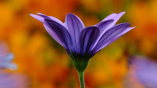 Purple flower green stem colorful - a purple flower free wallpaper