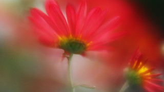 Closeup flower softfocus macro spiderlily - soft free wallpaper