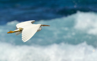 White bird flying over blue - bird free wallpaper