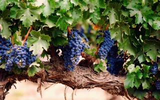 Grapes vineyard winery south france - a bunch of grapes free wallpaper