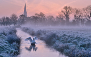 Swans river frosty field church - a church in the background free wallpaper