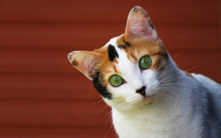 Cat green eyes red background - a red background behind free wallpaper