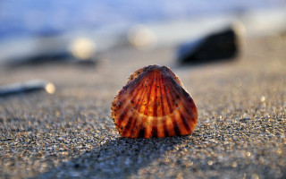 Shell beach rocks sunset bokeh - a shell free wallpaper