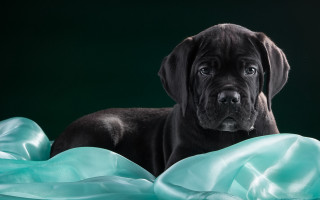 Black dog blue blanket photorealistic - a black dog free wallpaper