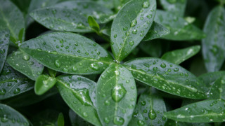 Green plant water droplets macro - a green plant free wallpaper