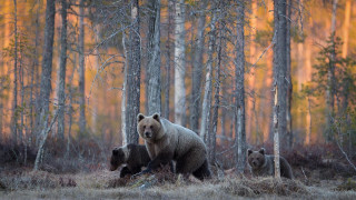 Bear cubs forest sunset autumn - a bear free wallpaper